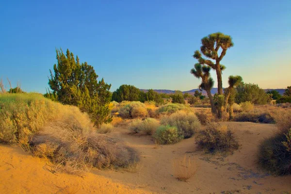 Paisaje Hermoso Del Desierto California Tomado Durante Hora Dorada Tarde — Foto de Stock