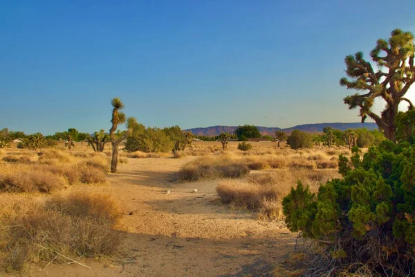 Beautiful California Desert Landscape Taken Evening Golden Hour — Stock Photo, Image