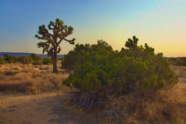 Прекрасный Пейзаж Пустыни Калифорнии Снятый Время Вечернего Золотого Часа — стоковое фото