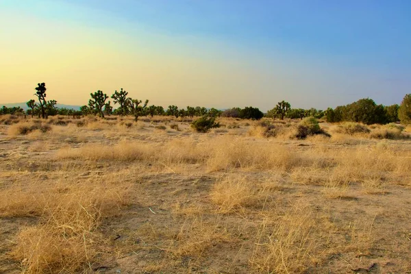 Paisaje Hermoso Del Desierto California Tomado Durante Hora Dorada Tarde —  Fotos de Stock