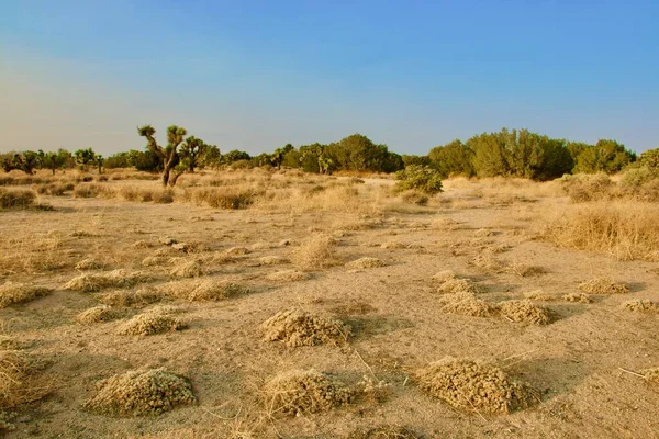 Paisaje Hermoso Del Desierto California Tomado Durante Hora Dorada Tarde —  Fotos de Stock