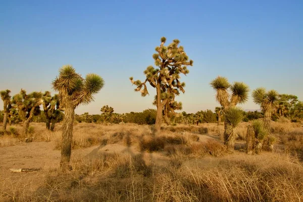 Vackra Kalifornien Desert Landscape Tas Kvällen Golden Hour — Stockfoto