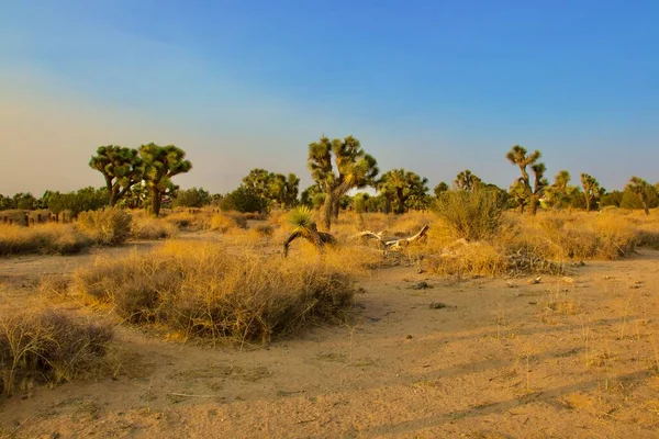 Beautiful California Desert Landscape Taken Evening Golden Hour — Stock Photo, Image