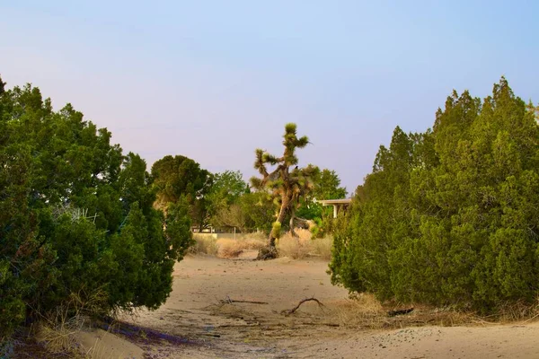 Bela Paisagem Deserto Califórnia Tirada Durante Noite Golden Hour — Fotografia de Stock