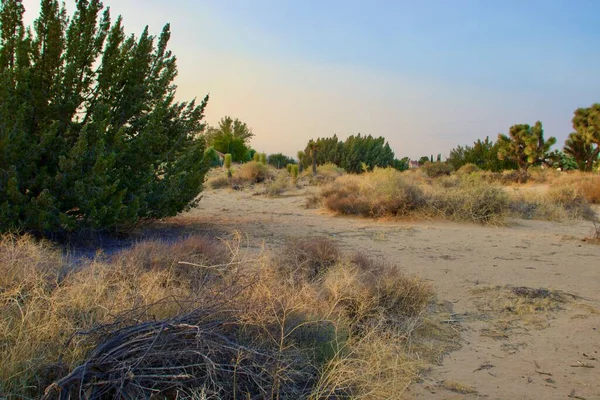 Paisaje Hermoso Del Desierto California Tomado Durante Hora Dorada Tarde — Foto de Stock