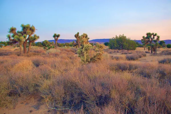 Vackra Kalifornien Desert Landscape Tas Kvällen Golden Hour — Stockfoto