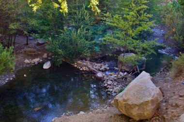 Güneşli bir günde Ağaçlarla çevrili Sakin Nehir