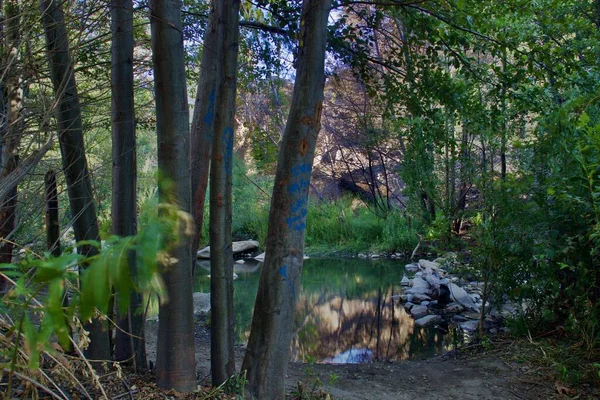 阳光明媚的日子里 平静的小河被树木环绕着 — 图库照片