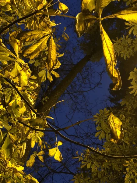 Eichenblätter Licht Einer Laterne — Stockfoto