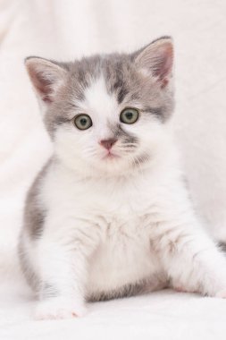 Meraklı gri kedicik. Evdeki küçük kedi. Küçük hayvan.