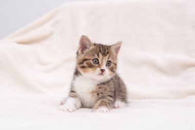 Beyaz Üzerine Tekir Kedicik