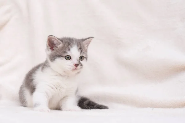 Curioso gatito gris. Gatito en casa. Mascota pequeña — Foto de Stock