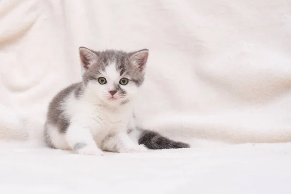 Curioso gatito gris. Gatito en casa. Mascota pequeña — Foto de Stock