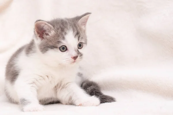 Curioso gattino grigio. Un piccolo gatto a casa. Piccolo animale domestico — Foto Stock