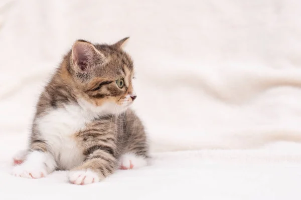 Gatito de tabby en blanco — Foto de Stock