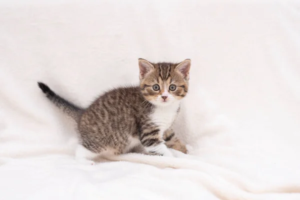 Gatito de tabby en blanco — Foto de Stock