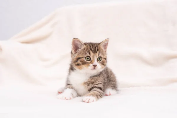 Gatito de tabby en blanco — Foto de Stock