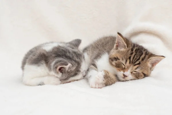 Portret śpiących kociąt — Zdjęcie stockowe