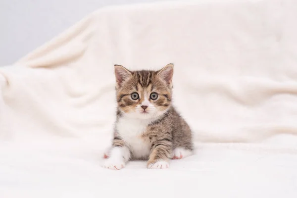 Tabby Kitten auf Weiß — Stockfoto