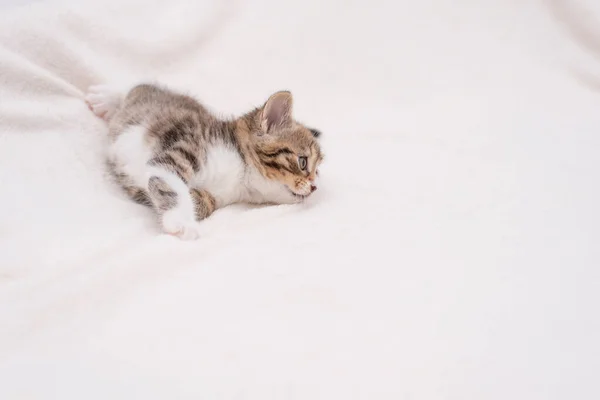 Tabby Kitten pe alb — Fotografie, imagine de stoc