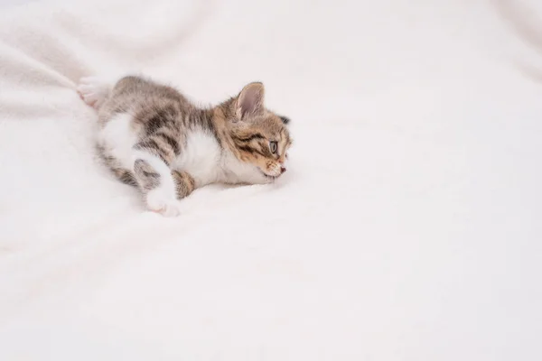 Gatito de tabby en blanco — Foto de Stock