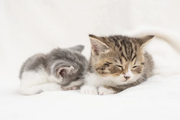 Portret śpiących kociąt — Zdjęcie stockowe
