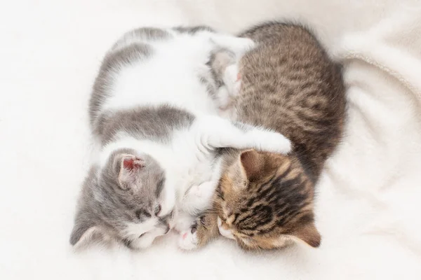 Retrato de gatitos soñolientos — Foto de Stock