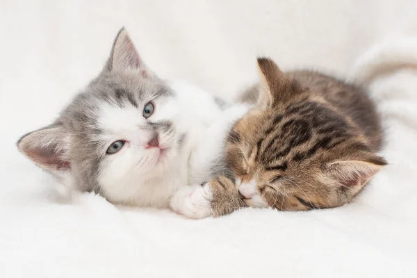 Porträt verschlafener Kätzchen — Stockfoto