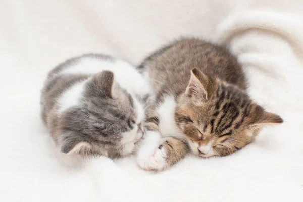 Portrait of Sleepy Kittens — Stock Photo, Image