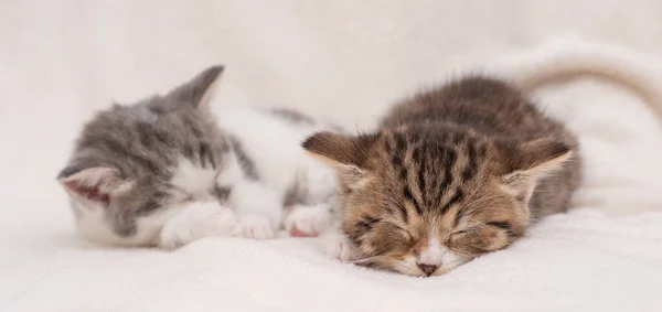 Retrato de gatitos soñolientos — Foto de Stock
