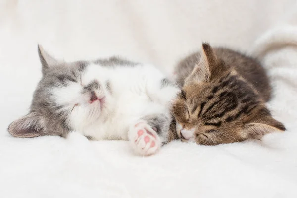 Retrato de gatitos soñolientos — Foto de Stock