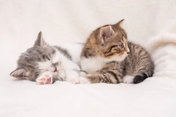 Retrato de gatitos soñolientos — Foto de Stock