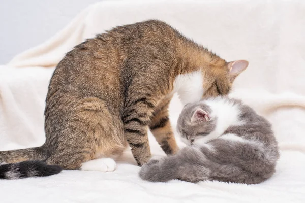 Mutter Katzenkätzchen küsst. Katze hält Baby-Kätzchen fest Die Katze ist grau, flauschig. — Stockfoto