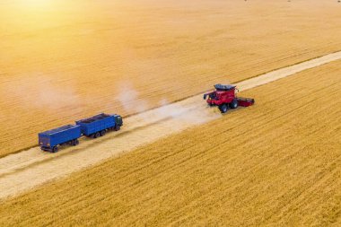 Bir kırmızı hasat buğdayını tarlada birleştirir. Arkasında mavi bir kamyon var. İHA 'nın hava görüntüsü. gün batımı