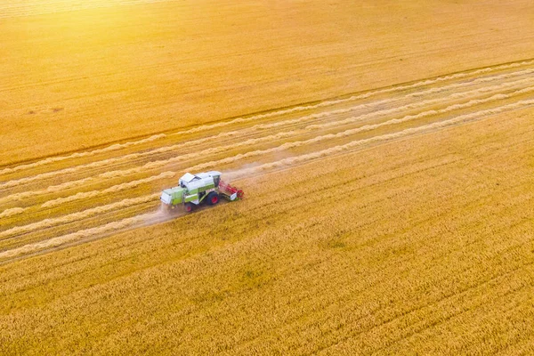 Campo Atardecer Cosechar Trigo Campo Cosechadora Trabajando Campo Vista Superior —  Fotos de Stock