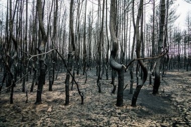 Ekoloji sorunları. Orman yangınlarının sonuçları. Ekolojik felaket. Yangından sonra kara ölü orman. Orman yangınından sonra yanmış ağaçlar. Yanmış çam ormanı. 