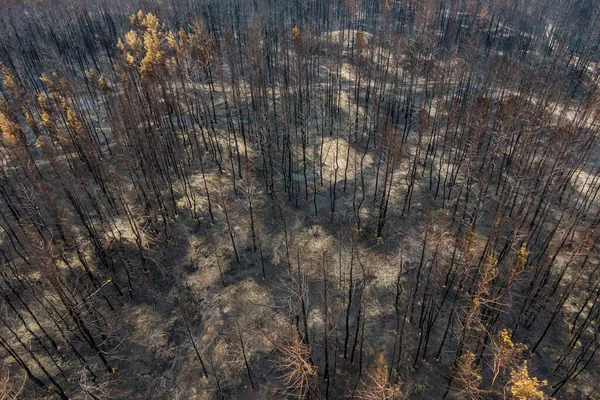 Spalone Drzewa Pożarze Lasu Spalony Las Sosnowy Widok Góry Martwy — Zdjęcie stockowe