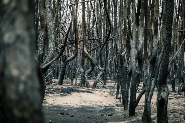 Árboles Quemados Después Incendio Forestal Bosque Pino Quemado Catástrofe Ecológica — Foto de Stock