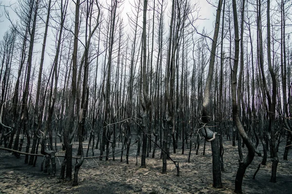 Burnt trees after a forest fire. fires. Ecology problems. black dead forest after fire.  burnt pine forest. ecological catastrophy