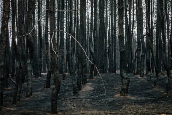 Ecology problems. consequences of forest fires. . black dead forest after fire. Burnt trees after a forest fire. burnt pine forest. ecological catastrophy