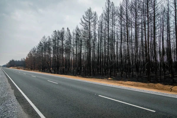 burnt forest along the asphalt road. natural disaster. empty asphalt highway between burnt pine forest.