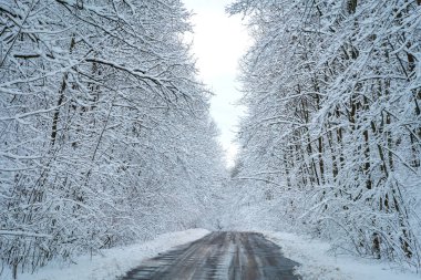 Karlı bir ormanda asfalt yol. Güzel kış manzarası