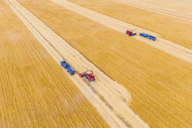 Hasat sırasında buğday tarlasında iki kırmızı hasat birleşimi ve bir mavi kamyon. Hava aracı saldırısı.