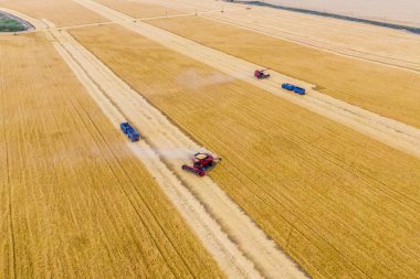 Hasat sırasında bir buğday tarlasında birkaç kırmızı hasat birleşimi ve mavi kamyonlar. Drone fotoğrafçılığı