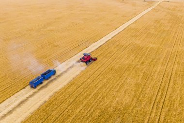 Kırmızı hasat birleşimi ve mavi bir kamyon hasat sırasında buğday tarlasında. Drone fotoğrafçılığı