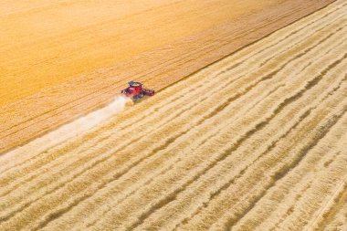 Hasat süreci, gün batımında hasat buğdayı birleştirir. Tahıl hazırlığı. Tarlada buğday. Drone fotoğrafçılığı