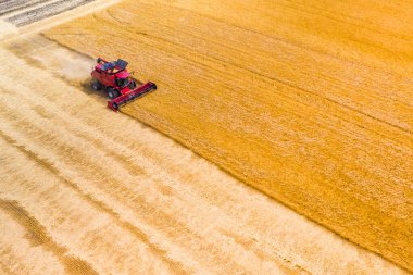 Kırmızı hasat buğdayları gün batımında birleştirir. Tahıl hazırlığı. Tarlada buğday. Drone fotoğrafçılığı
