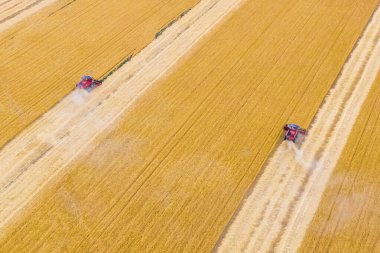 Tarlada çalışan hasat makinesi. İnsansız hava aracı hasat makinesinin en üst görüntüsü altın olgunlaşmış buğday tarlasında geziniyor..