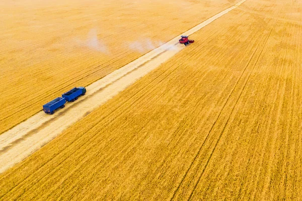 red harvest combine and a blue truck on a wheat field during the harvest. aerial drone shooting