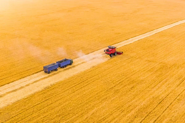 red harvest combine and a blue truck on a wheat field during the harvest. aerial drone shooting